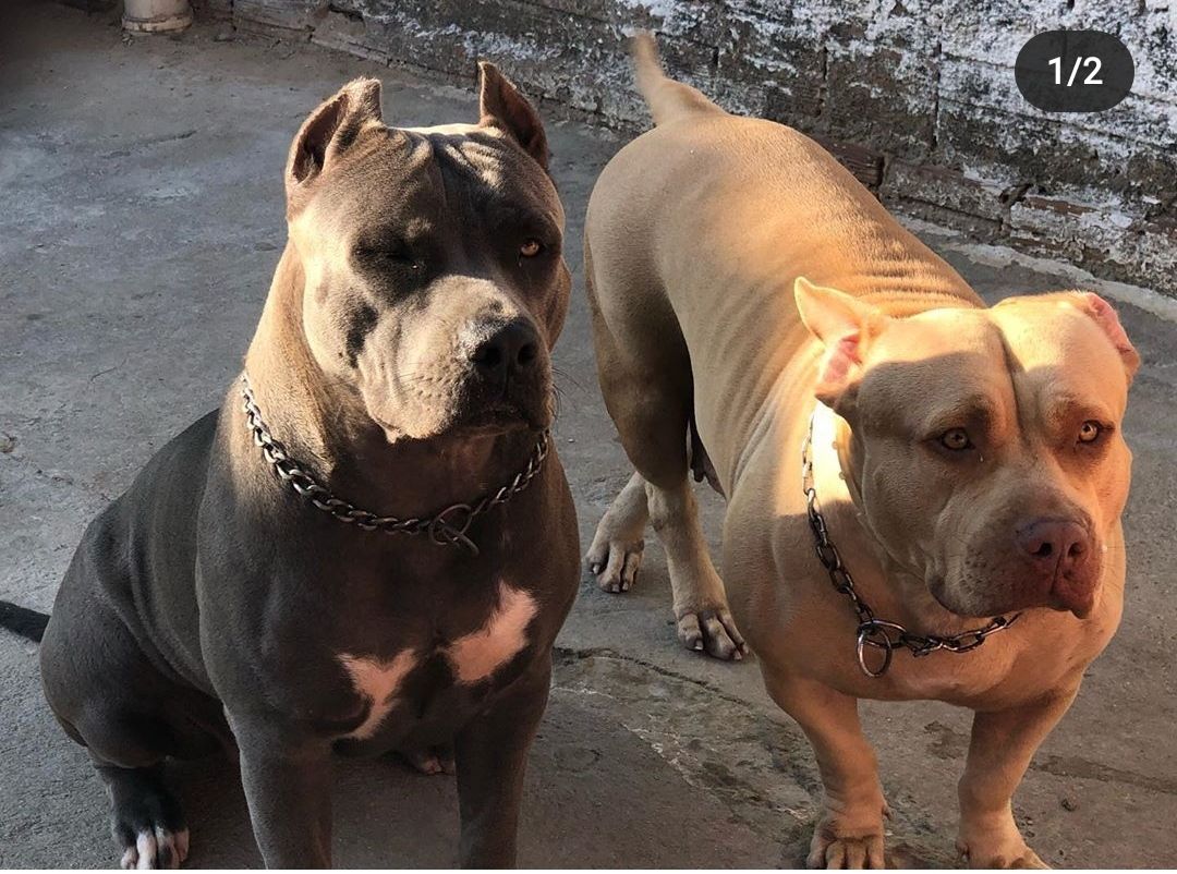 Photo of the dog