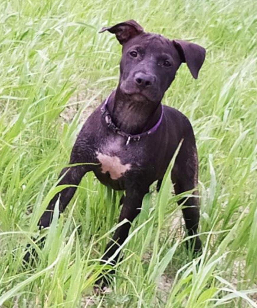 Photo of the dog