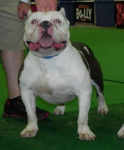 Photo of the dog