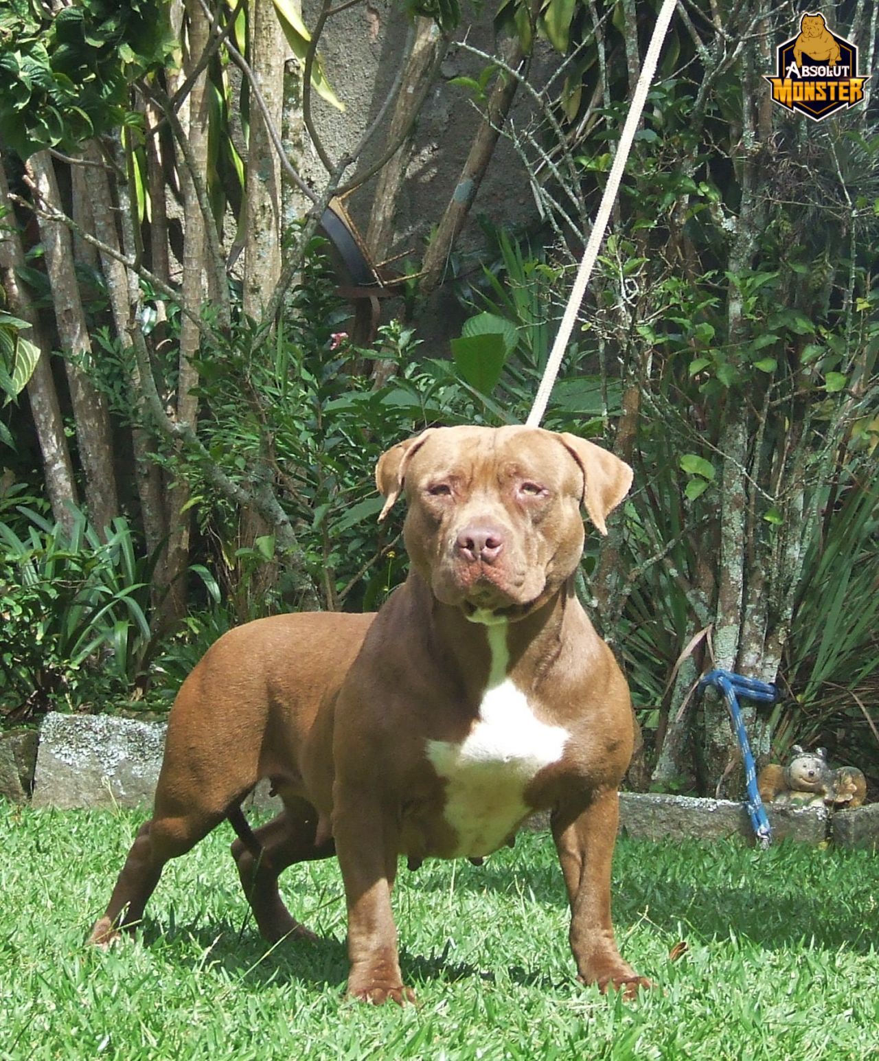 Photo of the dog