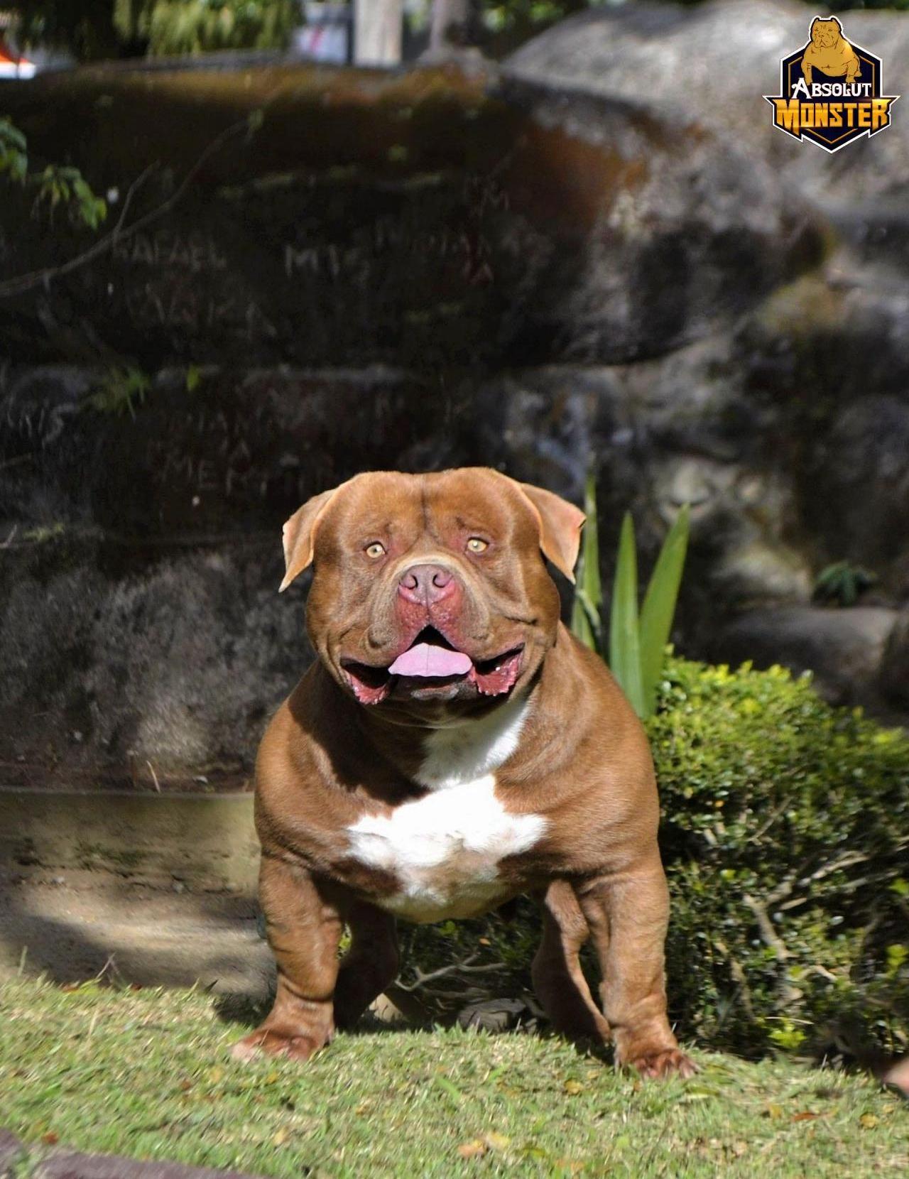 Photo of the dog