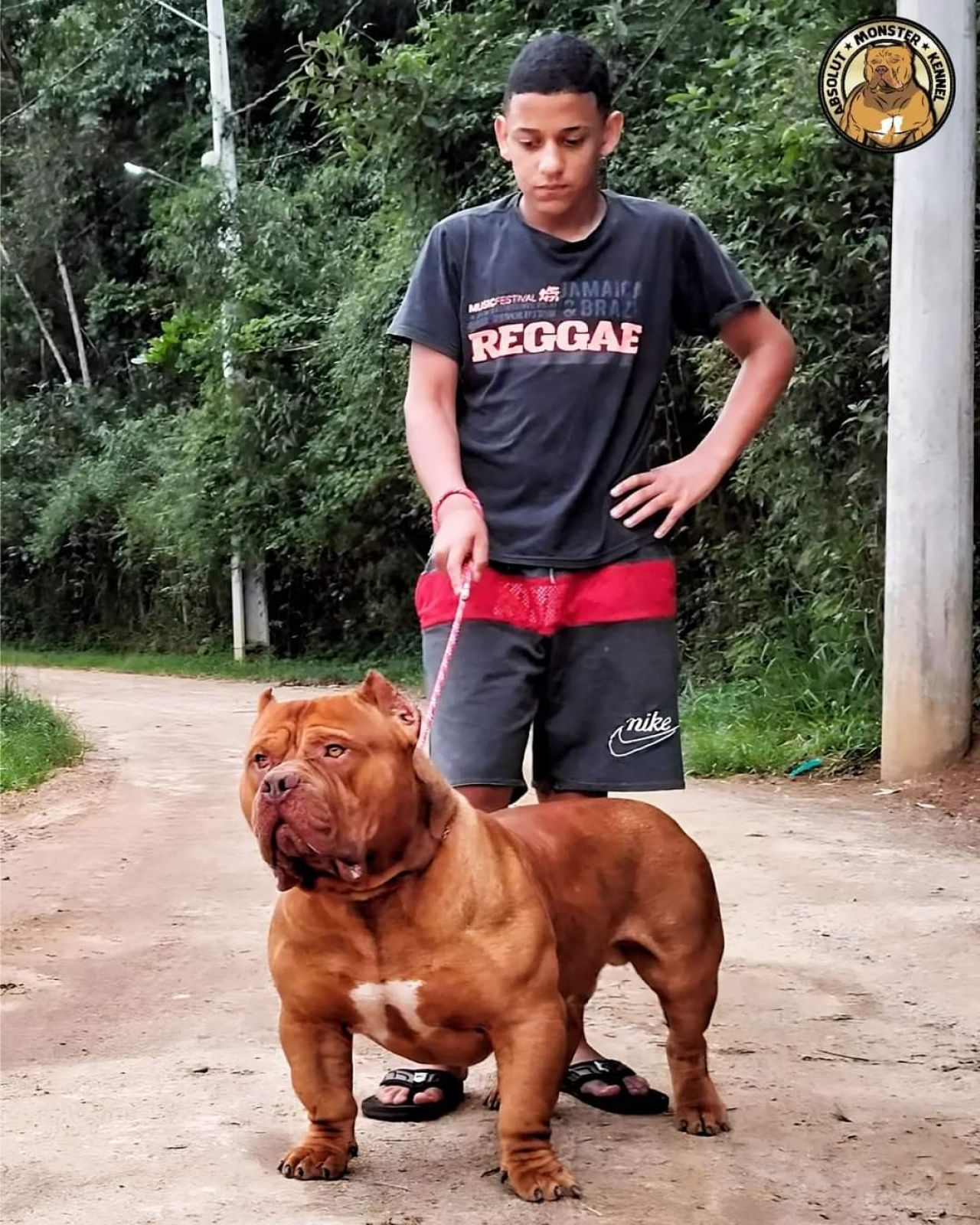 Photo of the dog