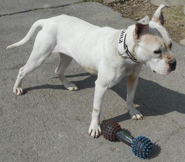 Photo of the dog