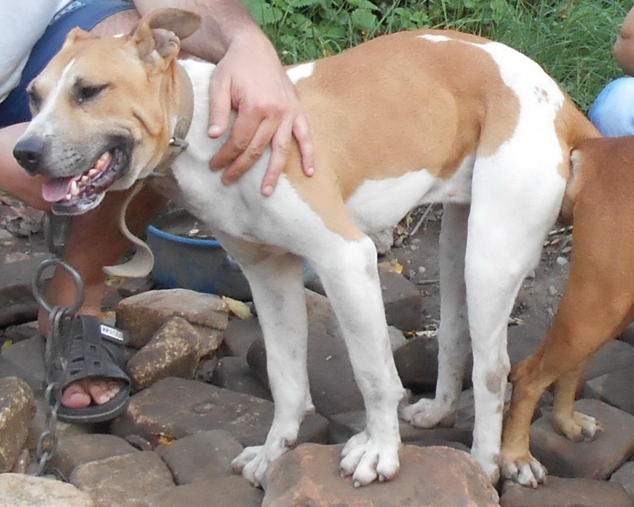 Photo of the dog