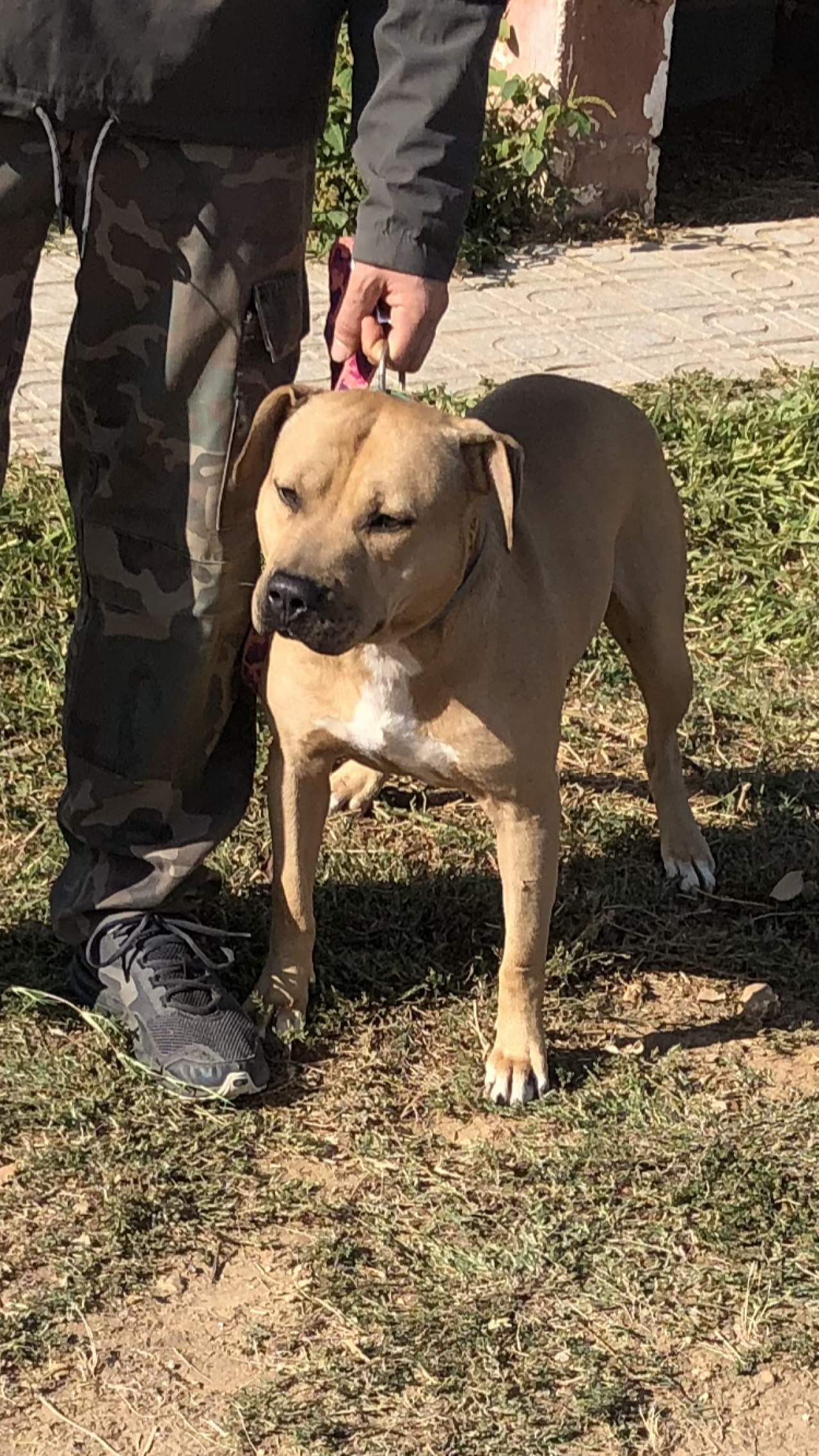 Photo of the dog