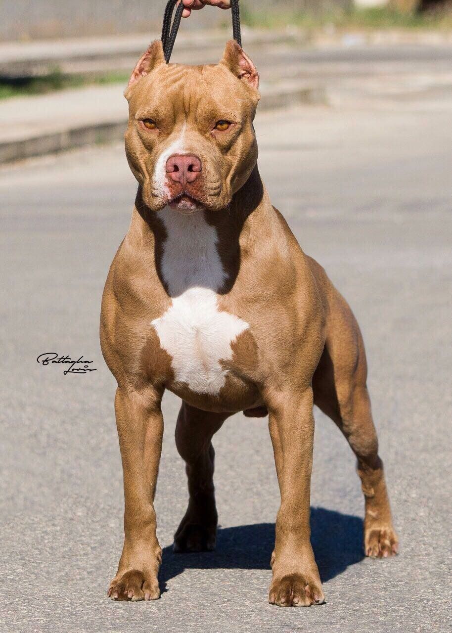 Photo of the dog