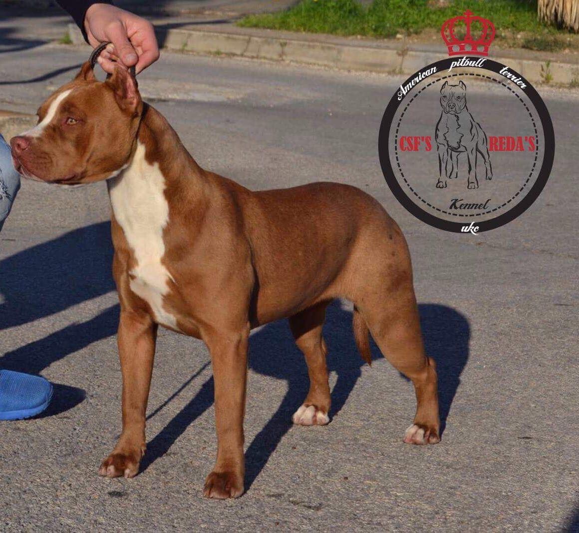 Photo of the dog