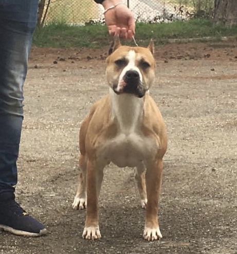 Photo of the dog