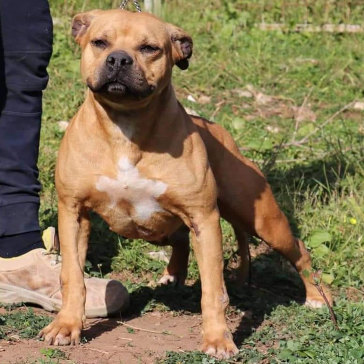 Photo of the dog
