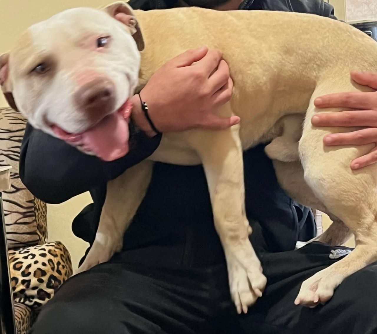 Photo of the dog