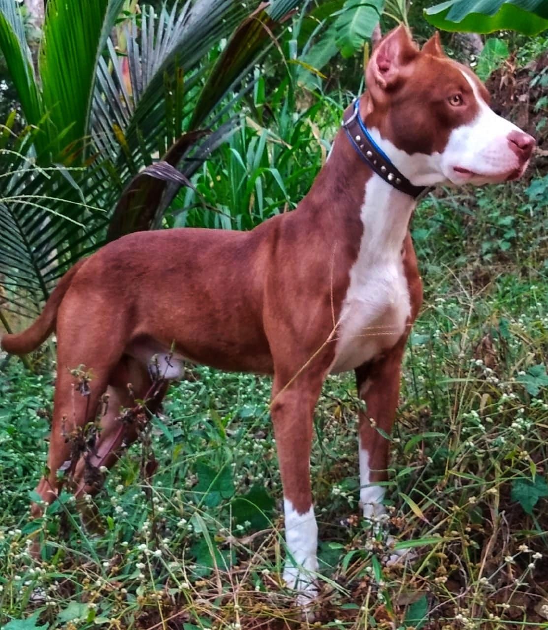 Photo of the dog