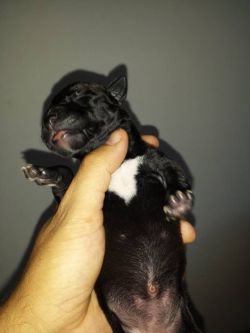Photo of the dog
