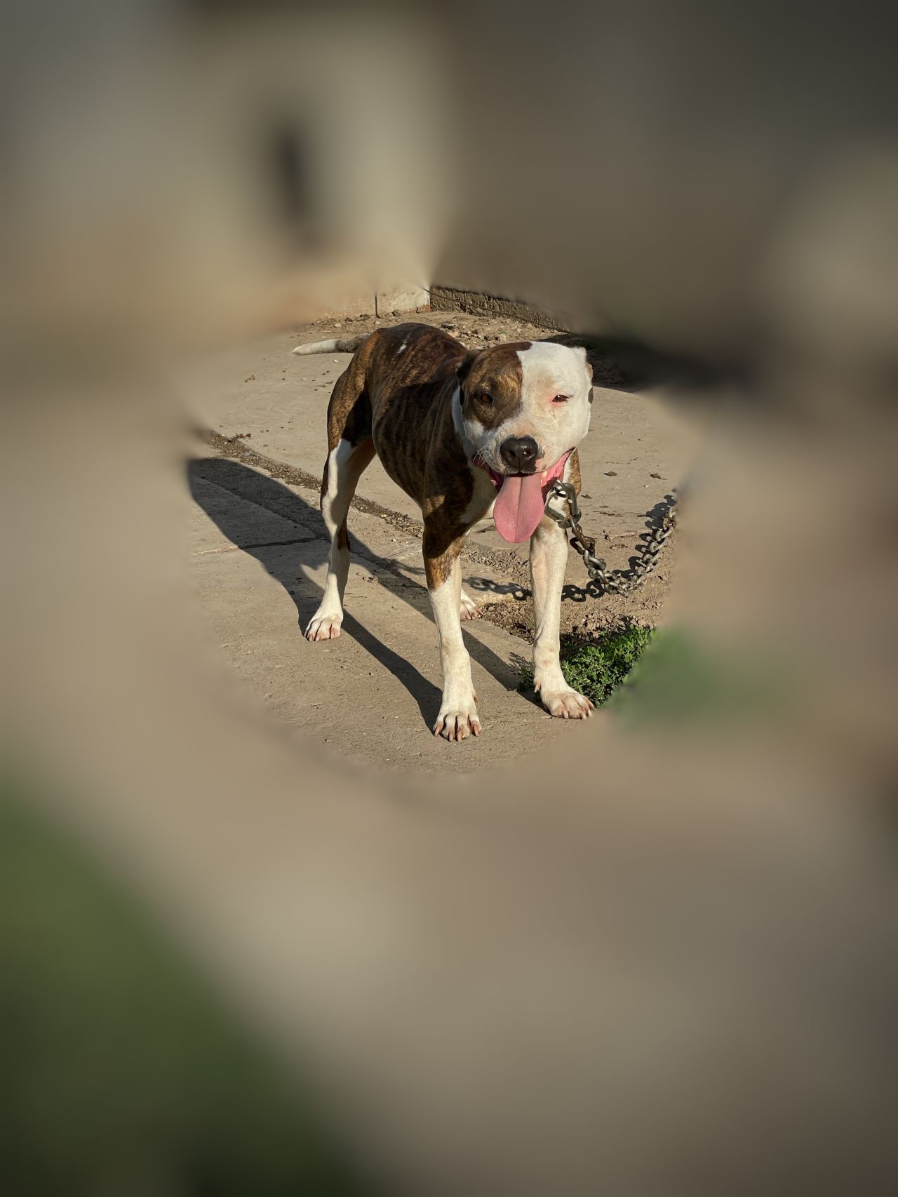 Photo of the dog