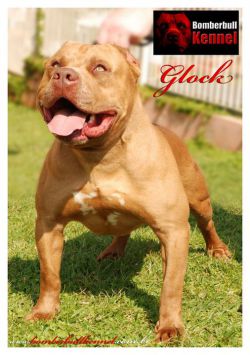 Photo of the dog