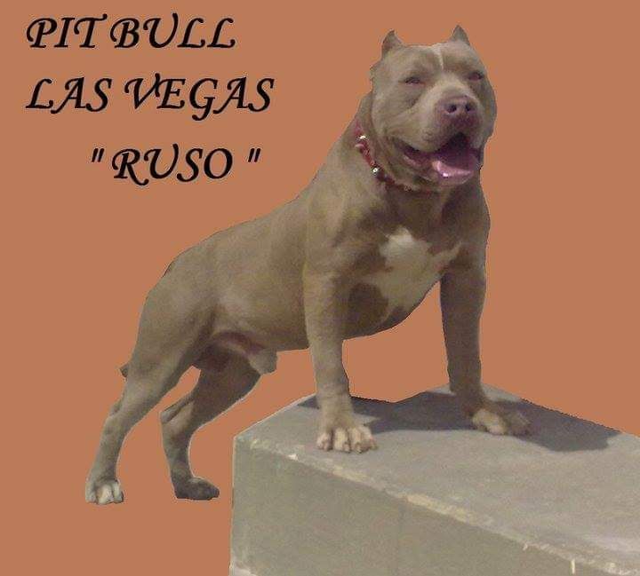 Photo of the dog