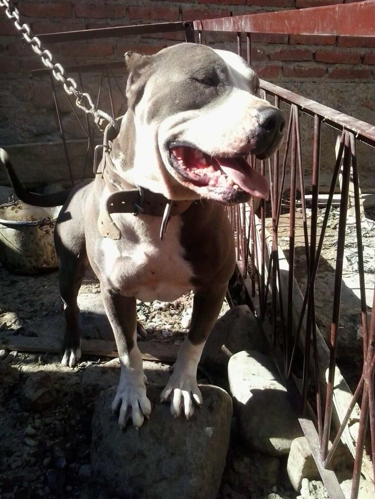 Photo of the dog
