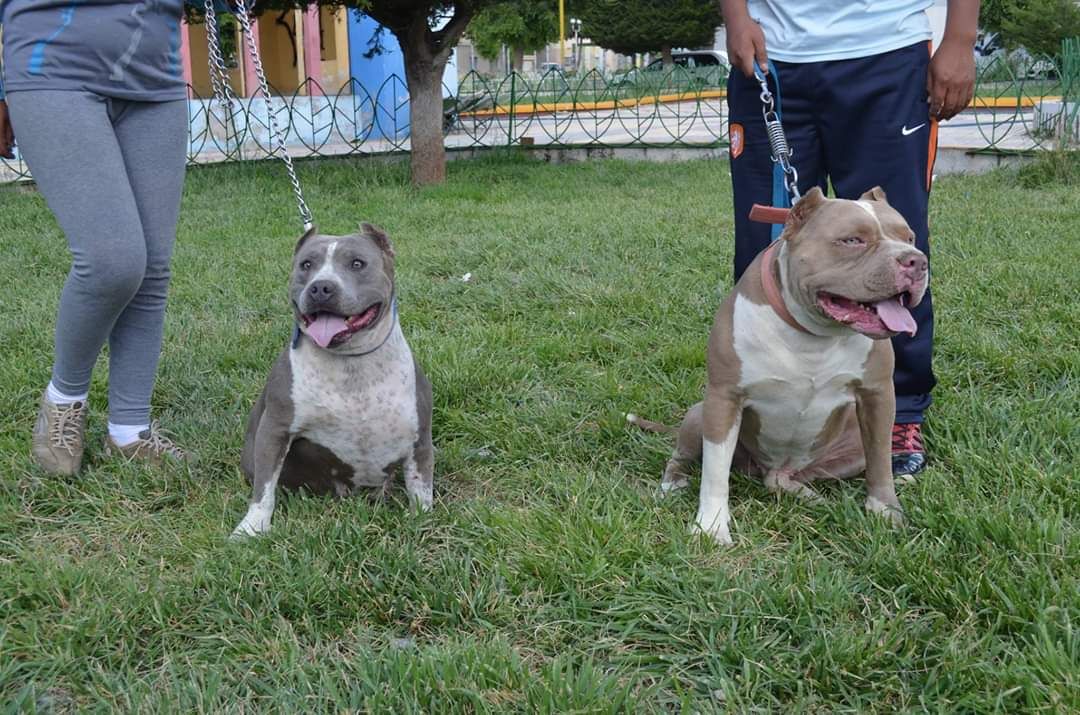 Photo of the dog