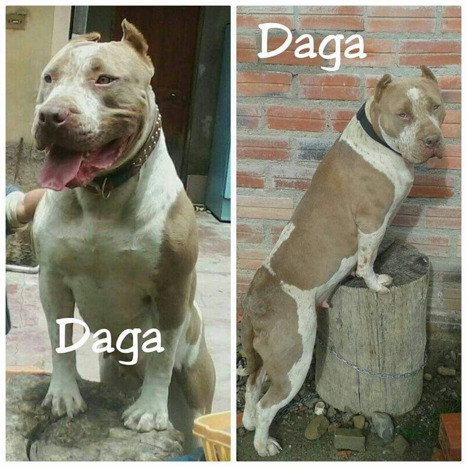 Photo of the dog