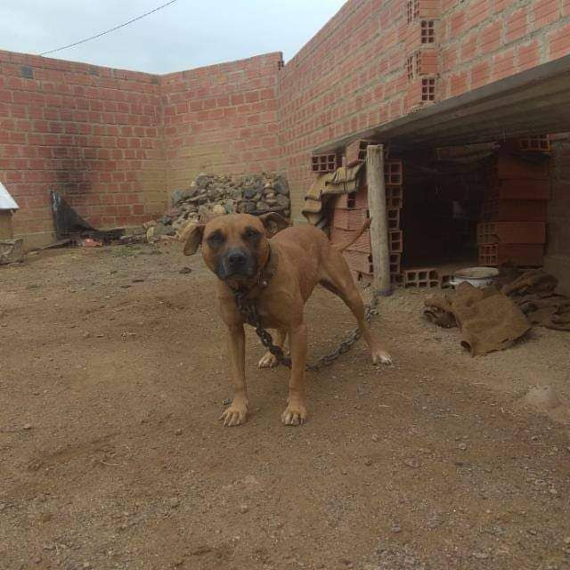 Photo of the dog