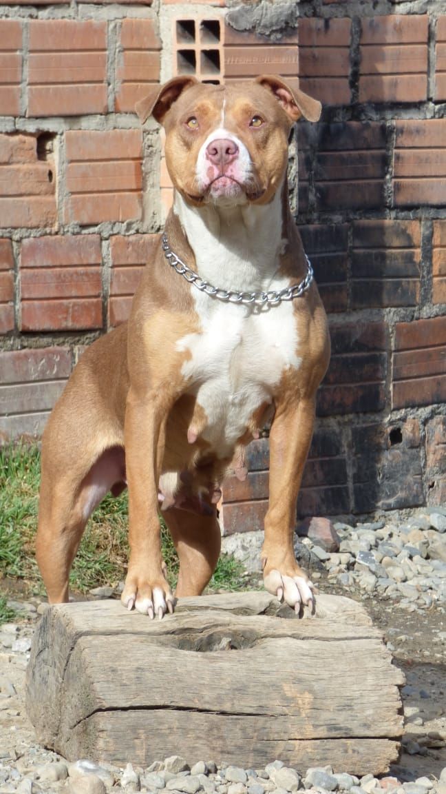 Photo of the dog