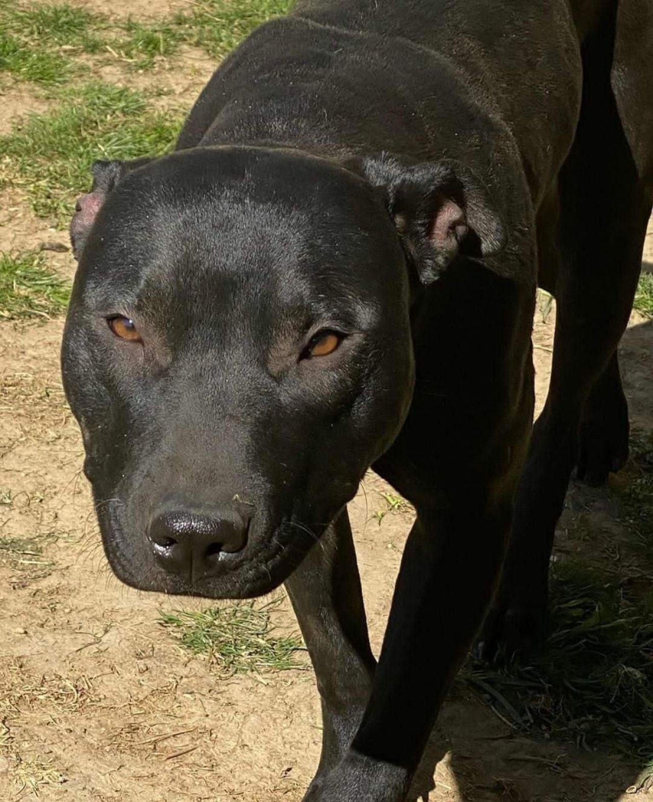 Photo of the dog