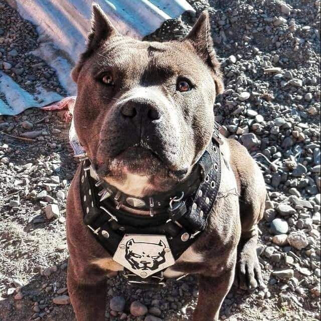 Photo of the dog