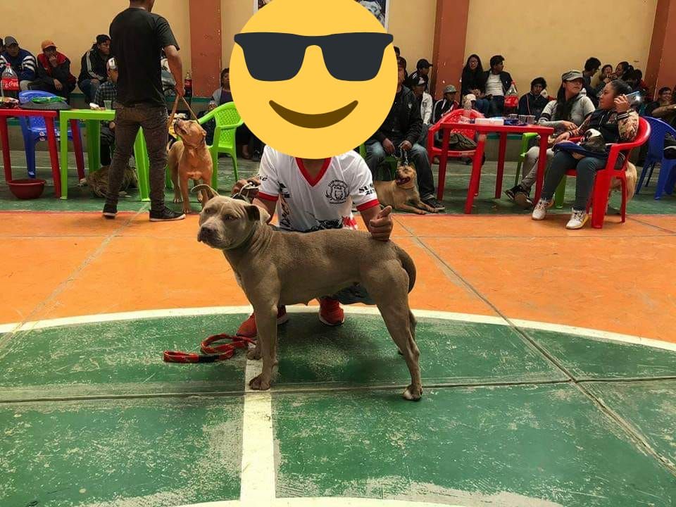 Photo of the dog