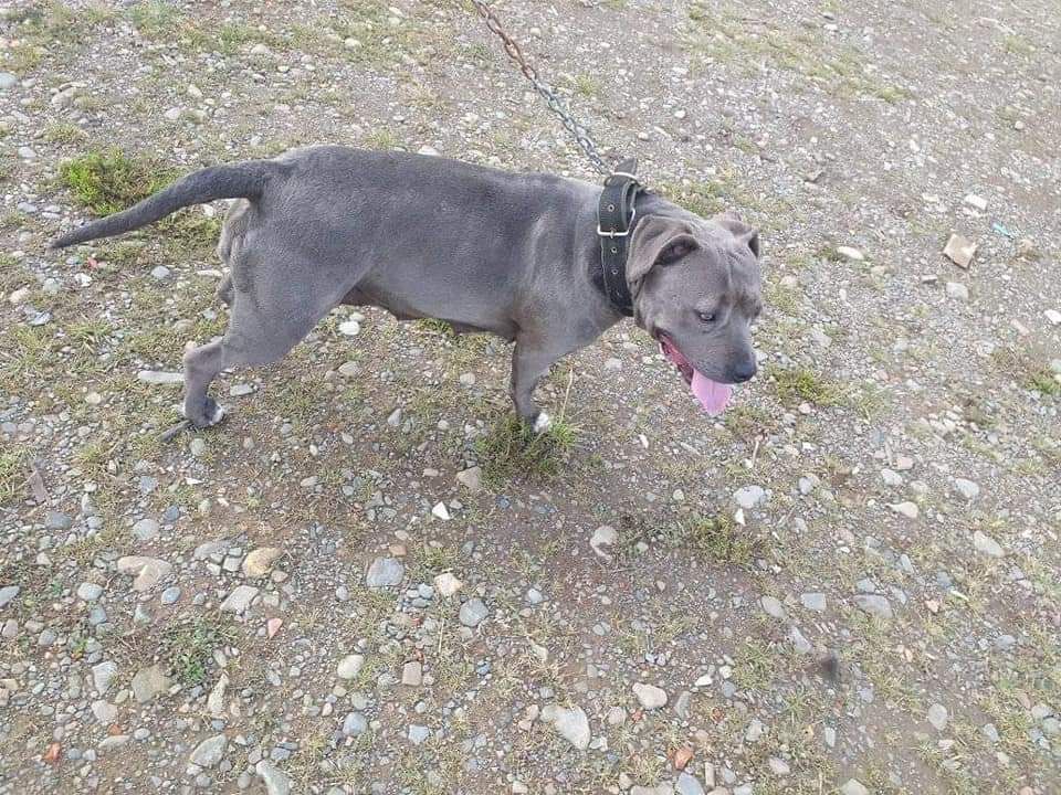 Photo of the dog