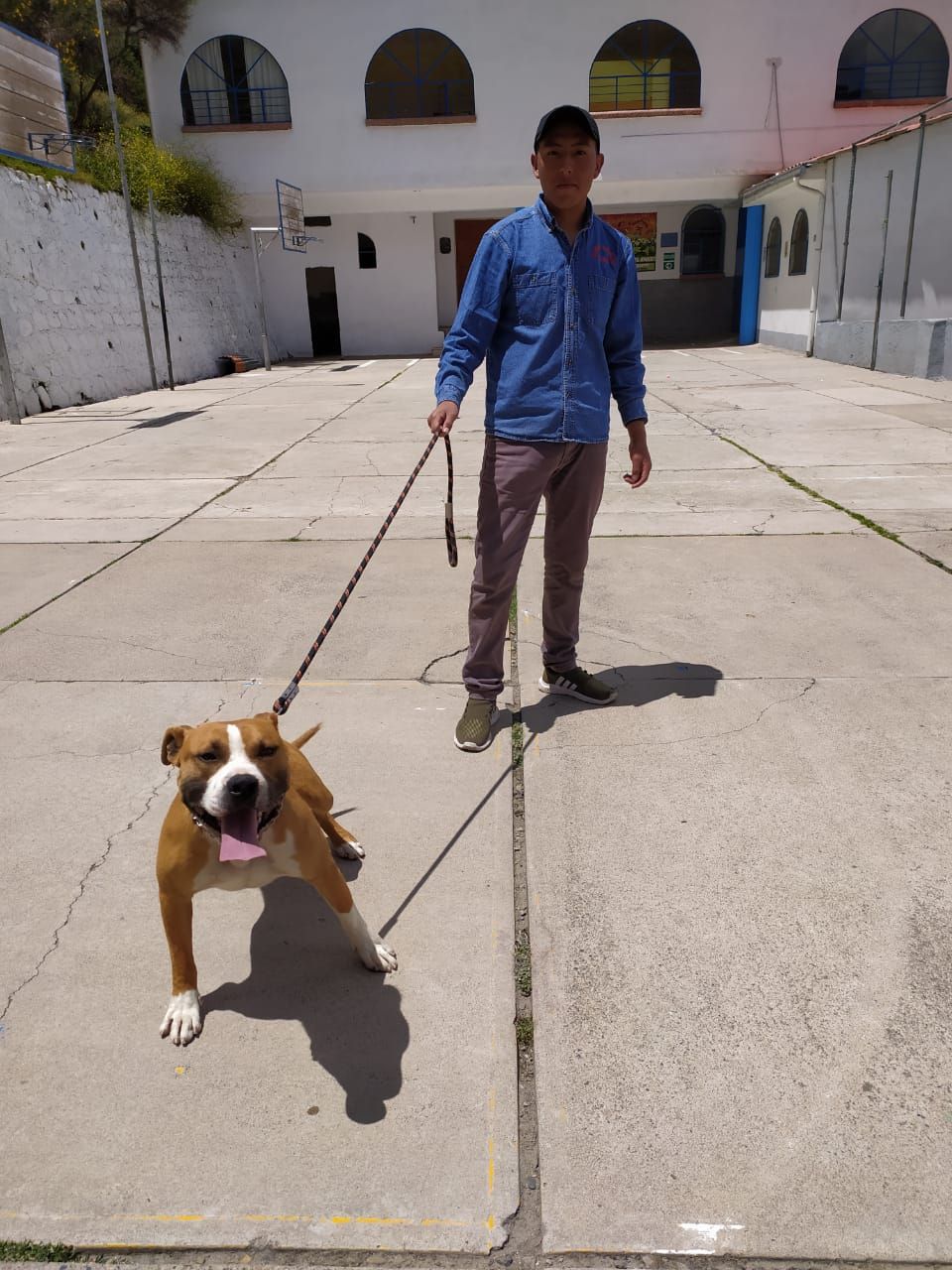 Photo of the dog