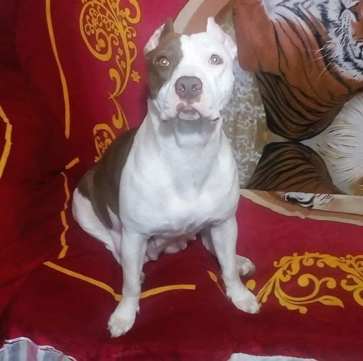 Photo of the dog