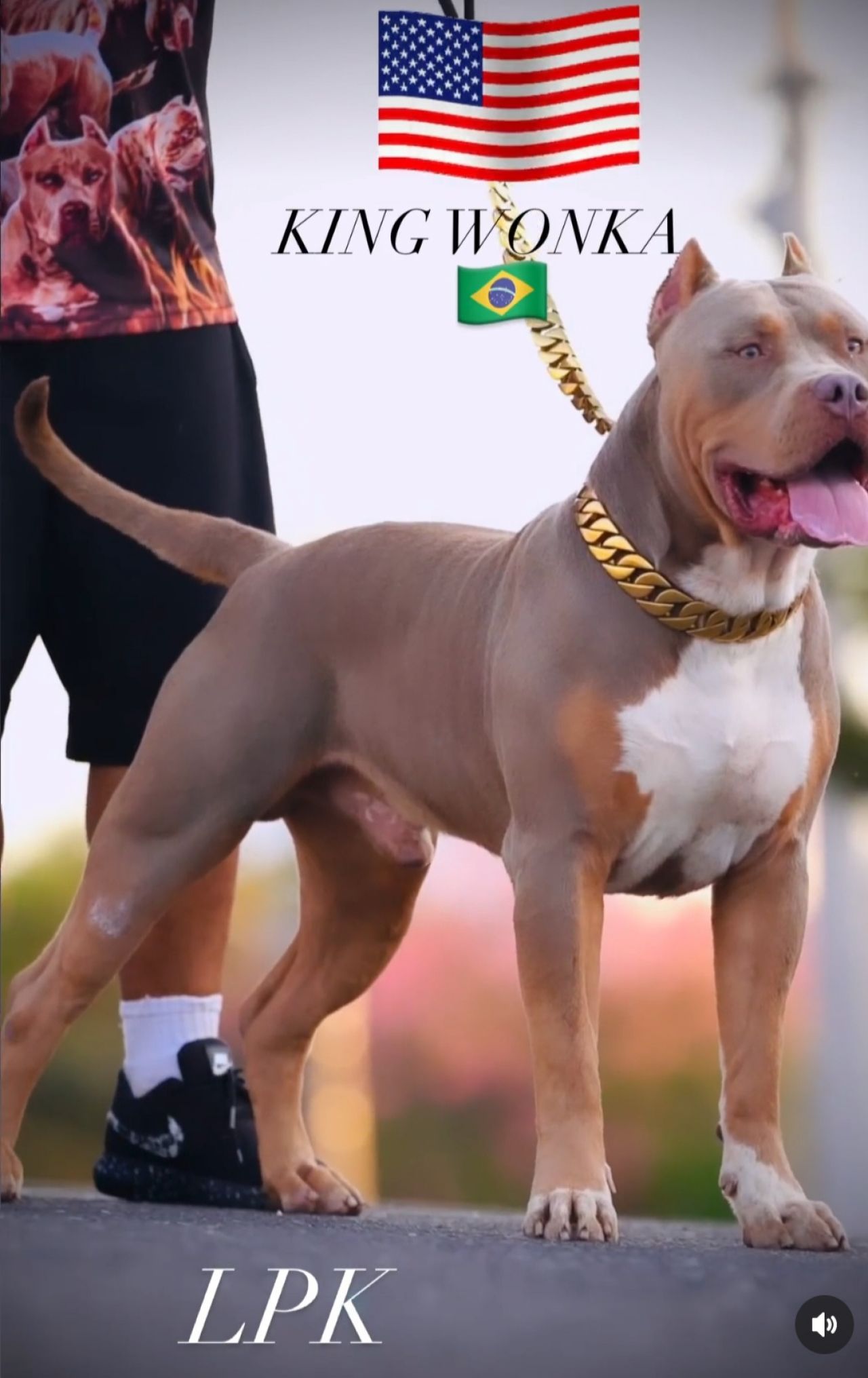 Photo of the dog