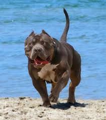 Photo of the dog