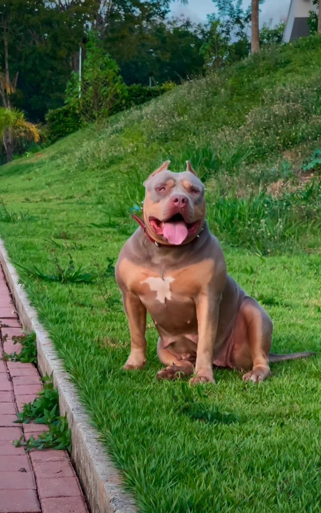 Photo of the dog