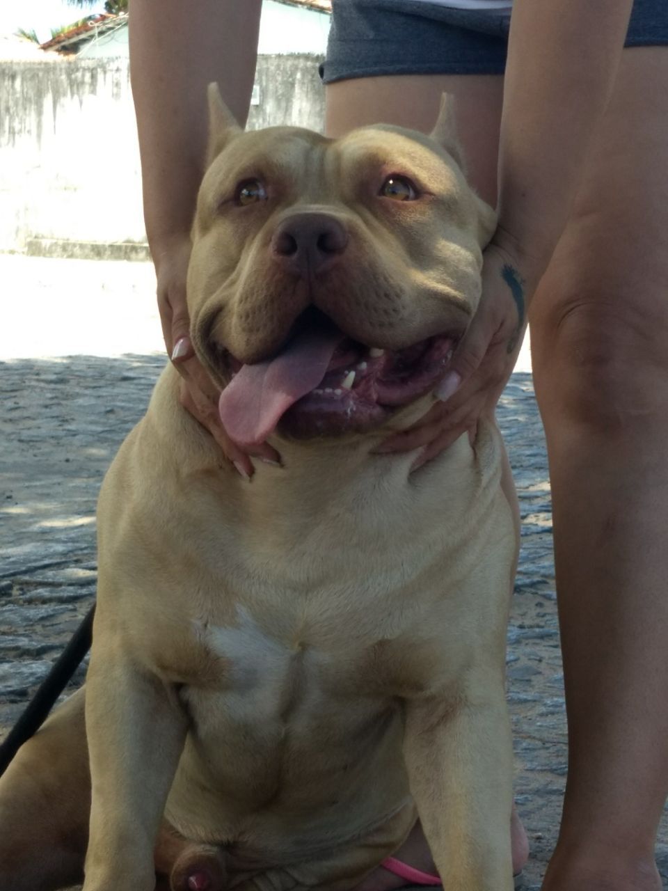 Photo of the dog
