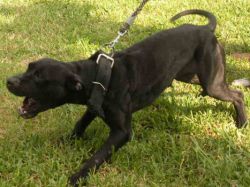 Photo of the dog