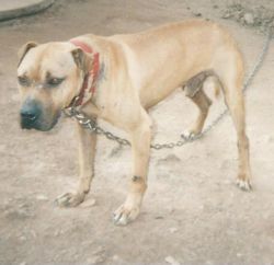 Photo of the dog