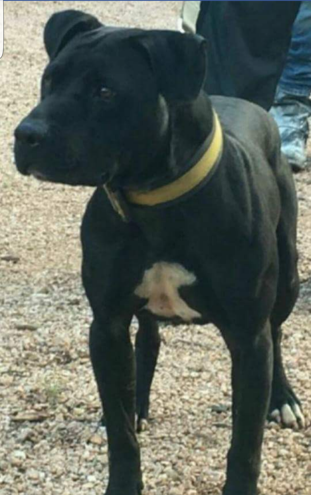 Photo of the dog