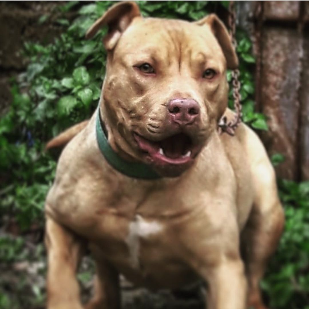 Photo of the dog