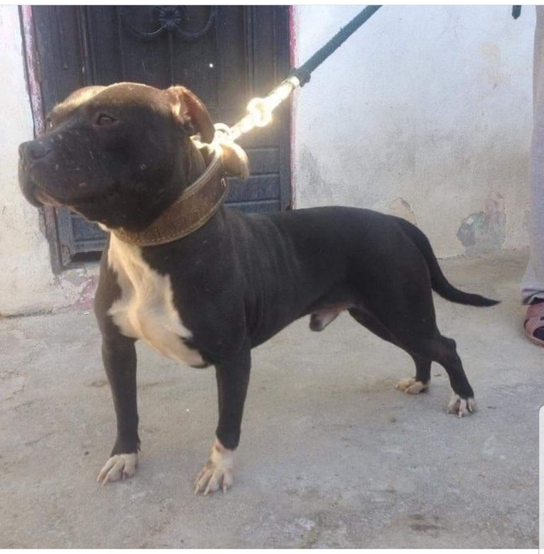 Photo of the dog