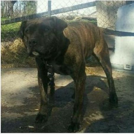 Photo of the dog