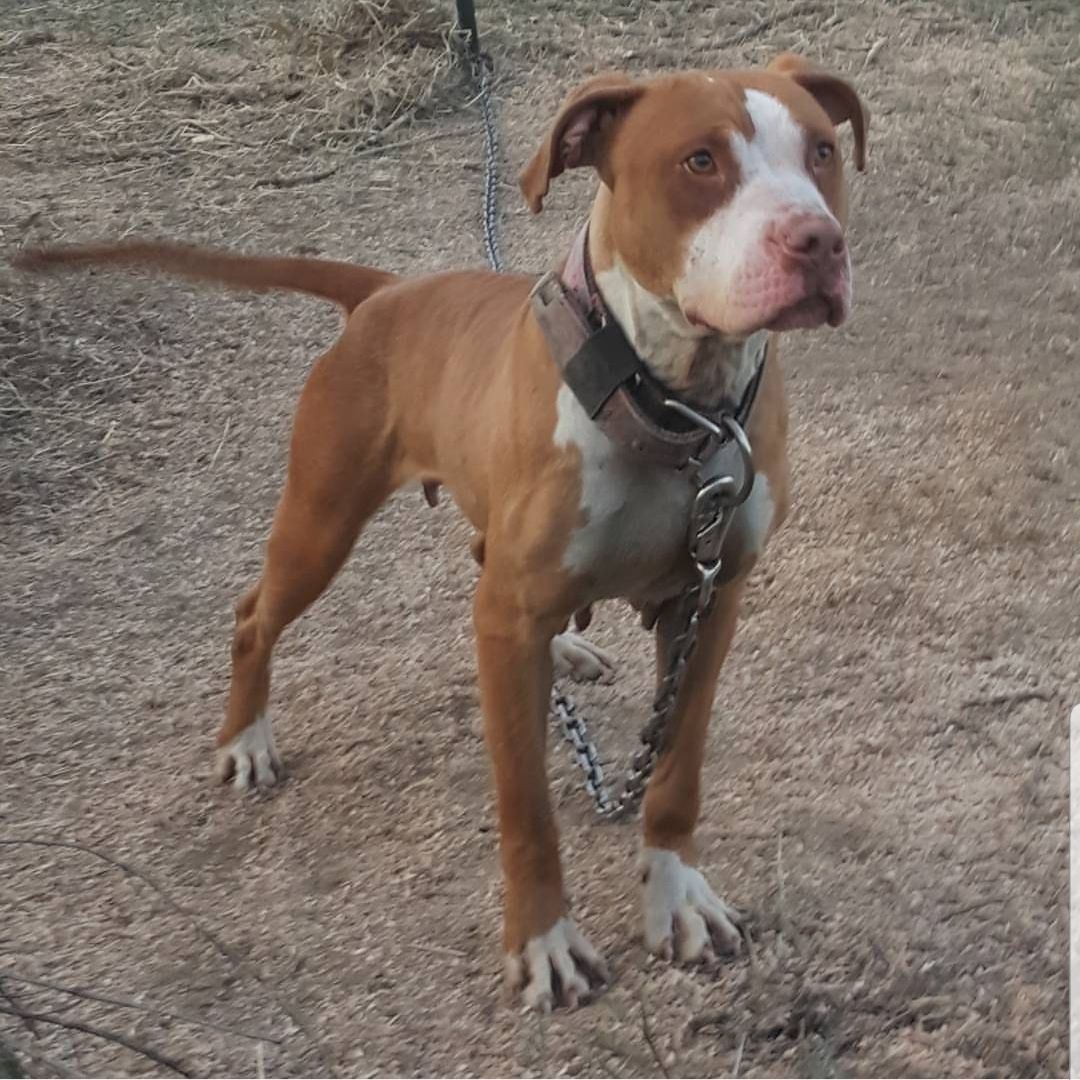 Photo of the dog