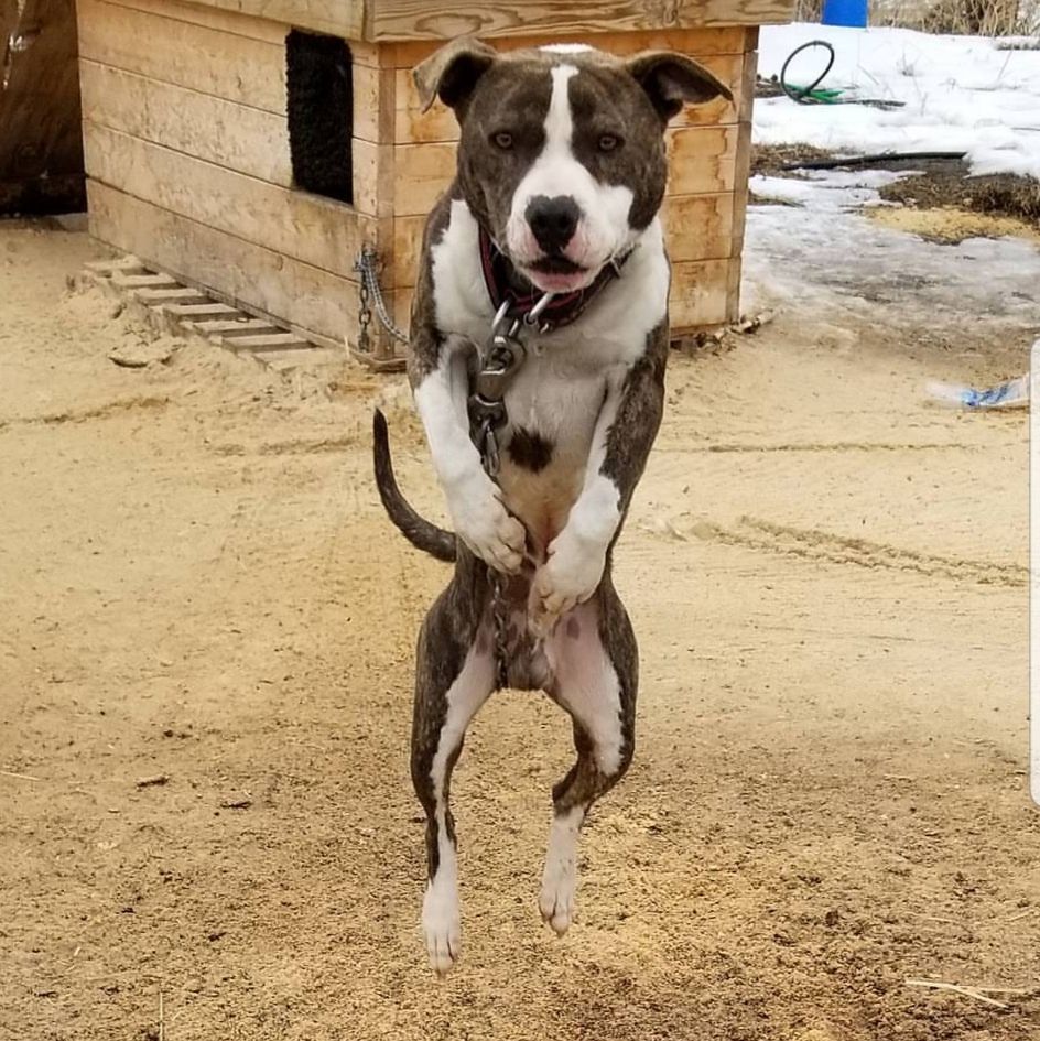 Photo of the dog
