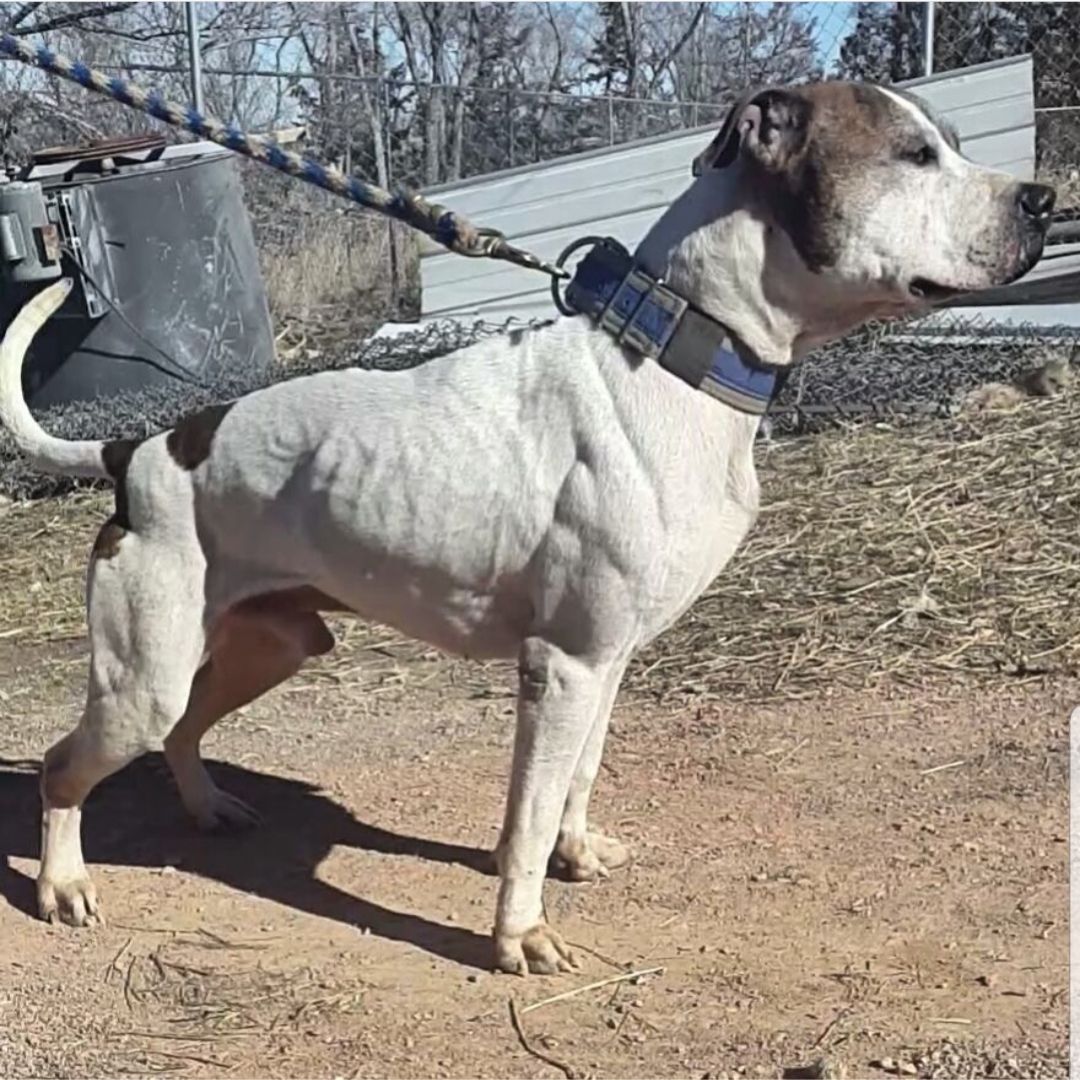 Photo of the dog
