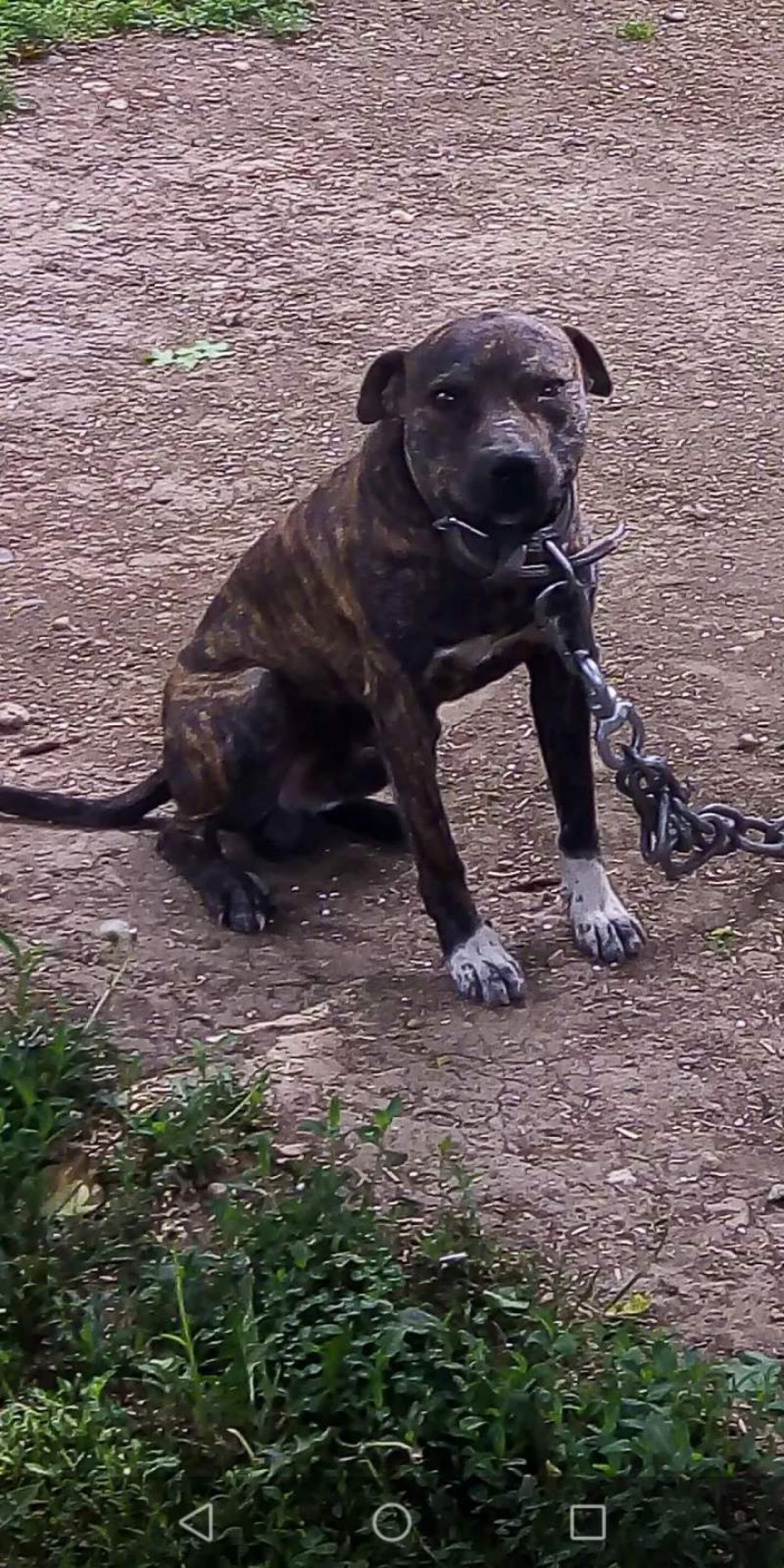 Photo of the dog