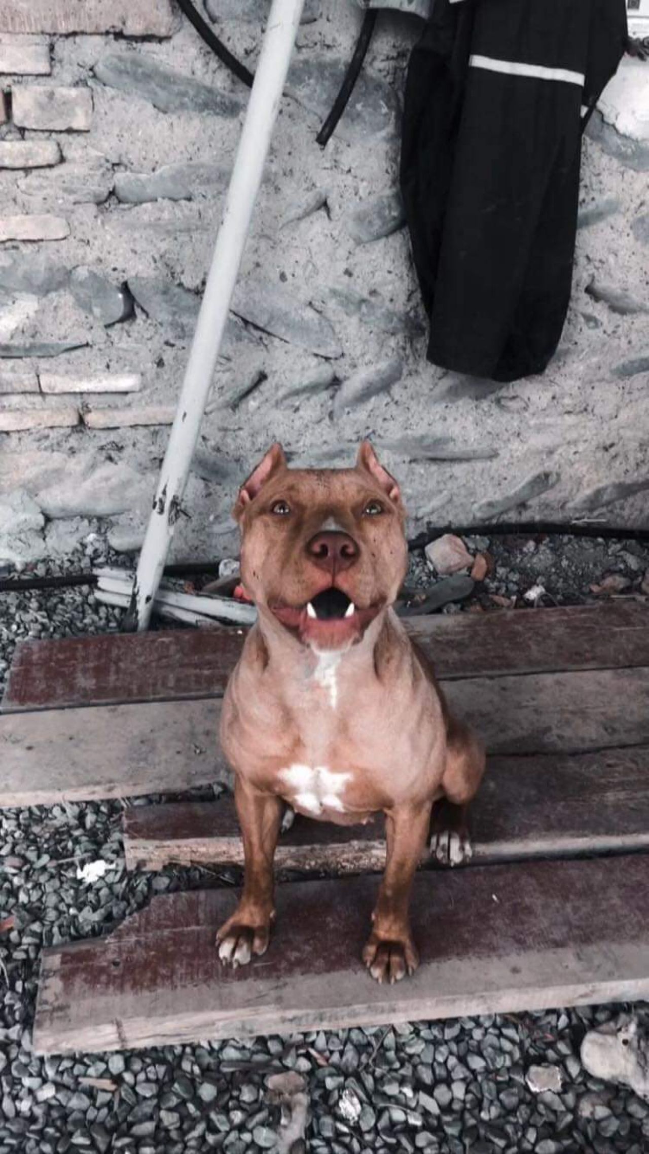 Photo of the dog