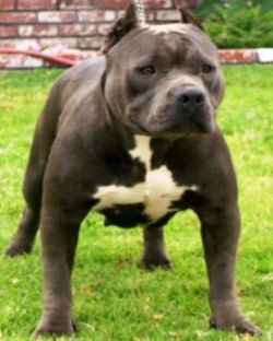 Photo of the dog