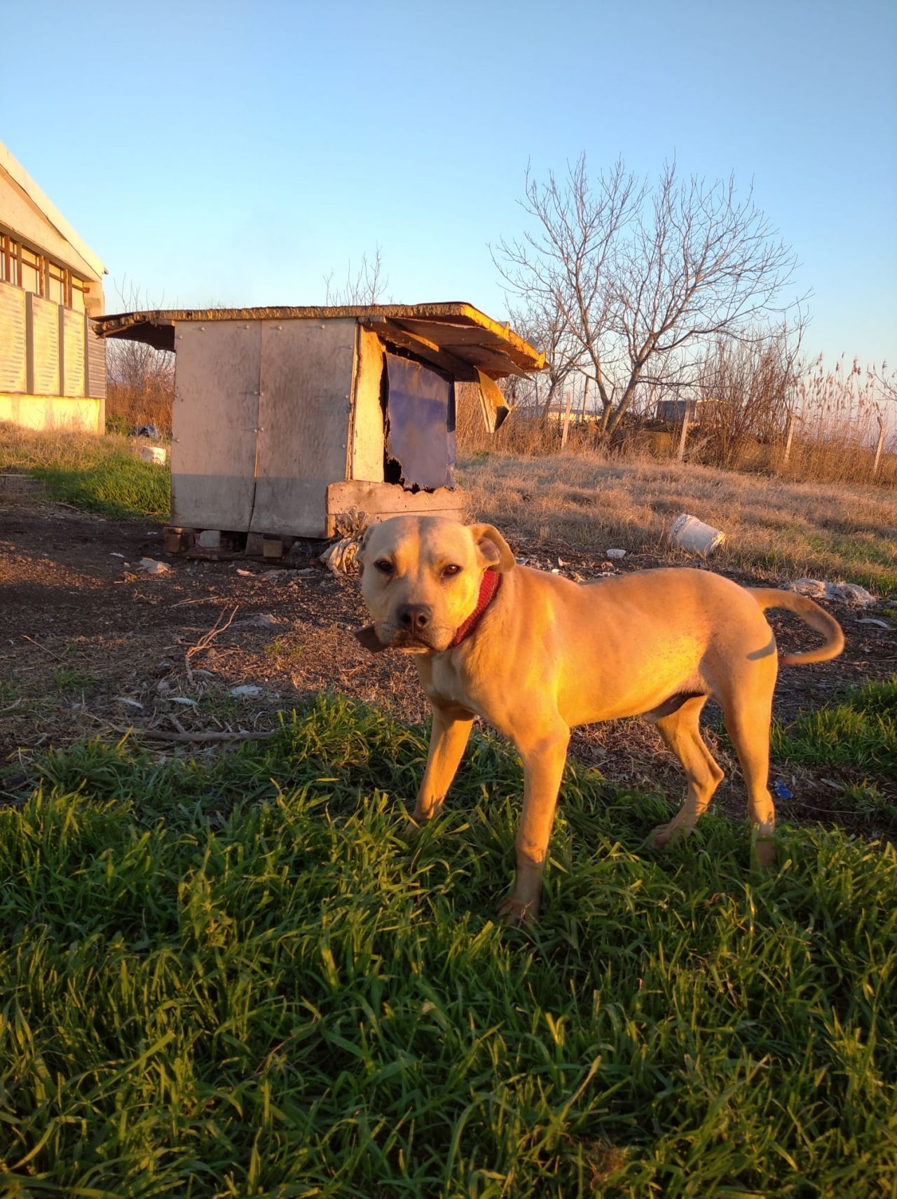 Photo of the dog