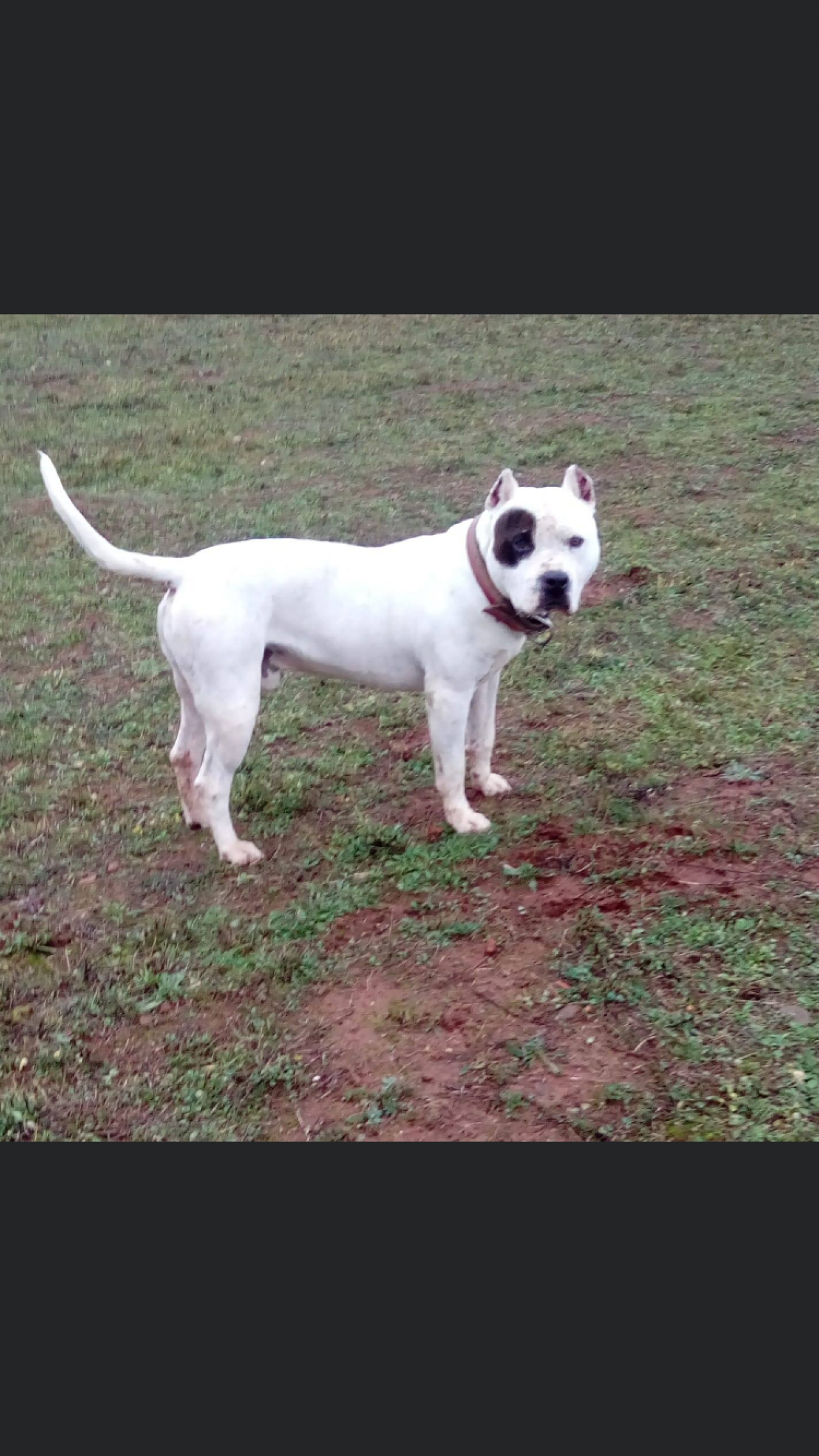Photo of the dog