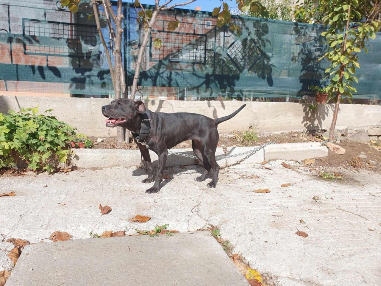 Photo of the dog