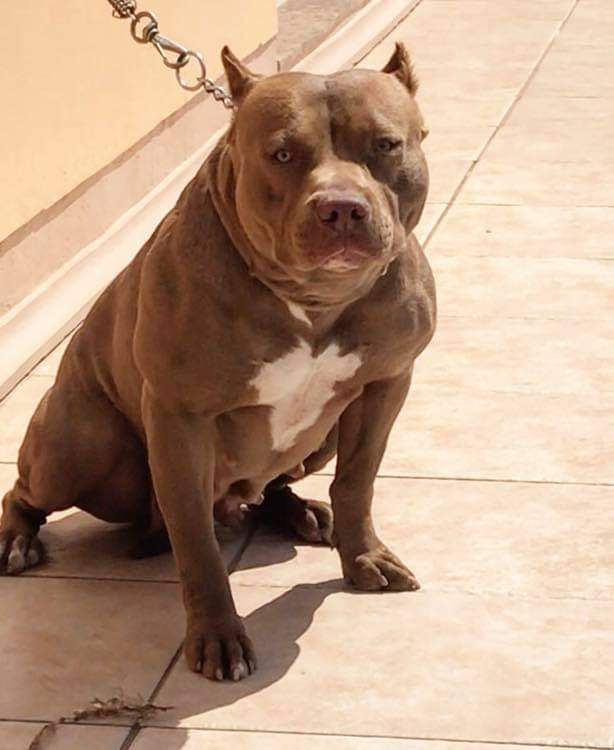 Photo of the dog